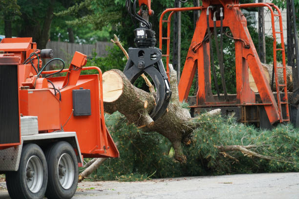 Best Hedge Trimming  in Waupaca, WI